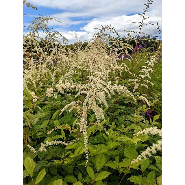 Tunberga astilbe