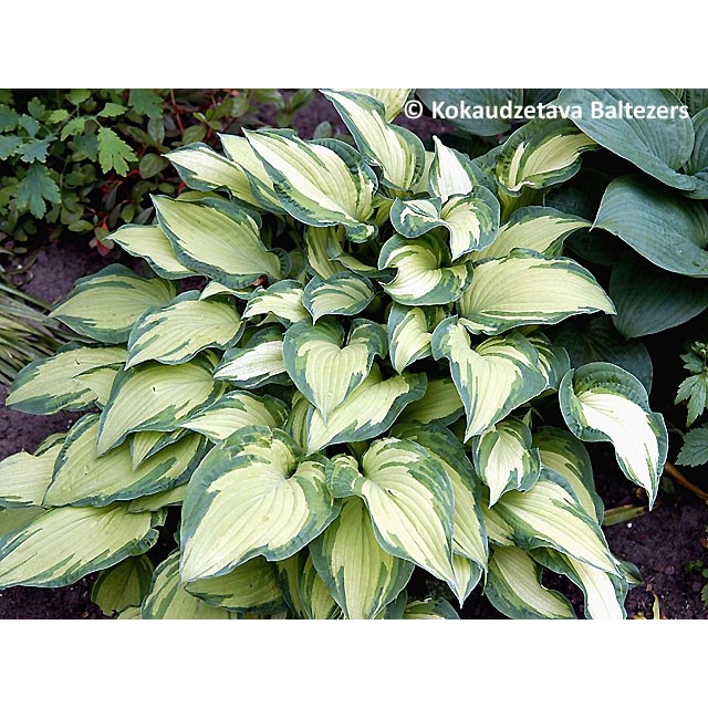 Zībolda hosta