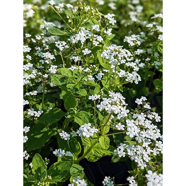 Liellapu brunnera