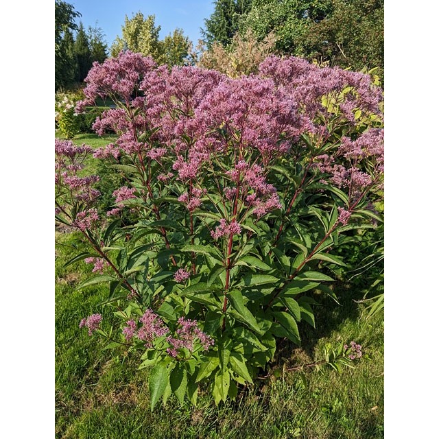 Purpura krastkaņepe