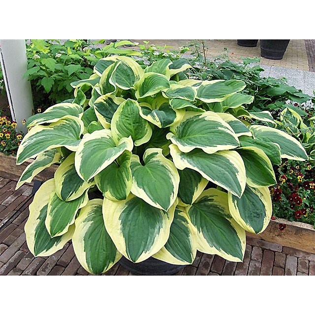 Hosta