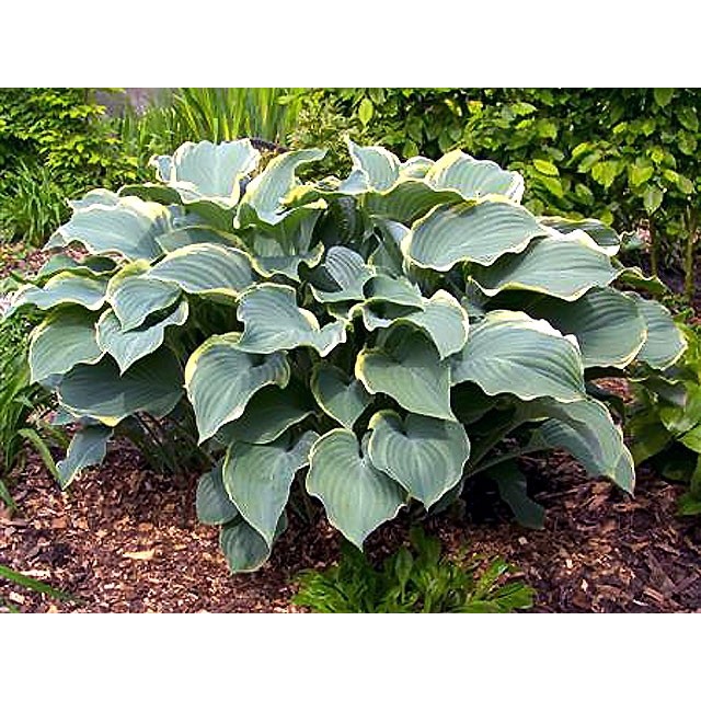 Hosta