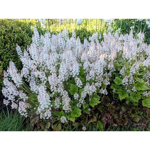 Tiarella