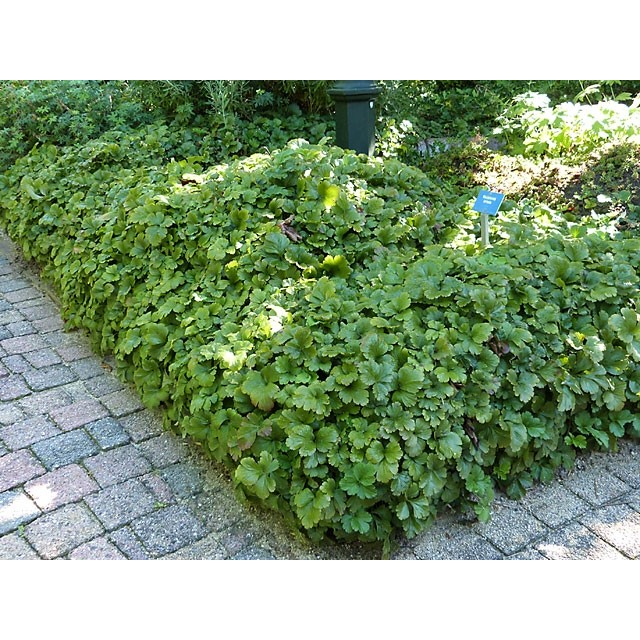 Trīskāršā valdšteinija