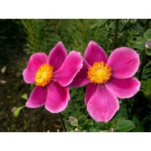 Japānas anemone