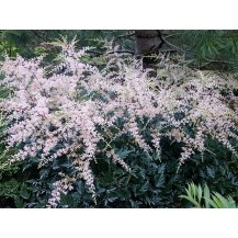 Vienkāršlapu astilbe