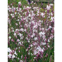 Lindheimera gaura