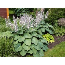 Zībolda hosta