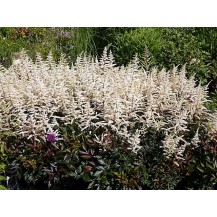 Ārendsa astilbe 