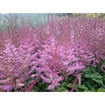 Ķīnas astilbe