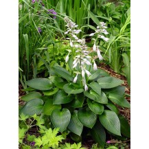 Hosta