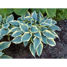 Hosta