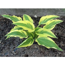 Hosta
