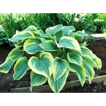 Hosta