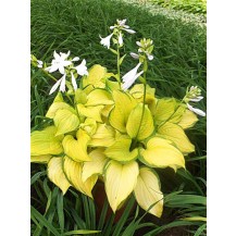 Hosta