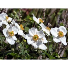 Japānas anemone