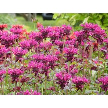 Monarda