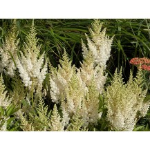 Ārendsa astilbe