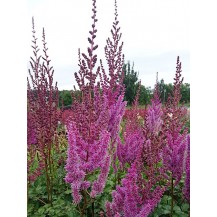 Ķīnas astilbe