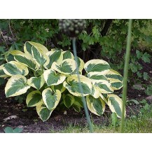 Hosta