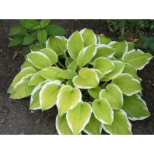 Hosta