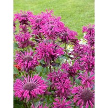 Monarda