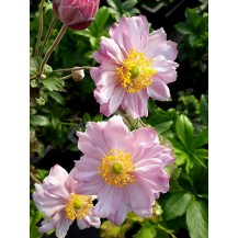 Japānas anemone
