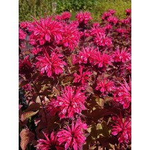 Monarda