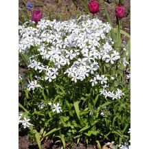 Izplestais floksis