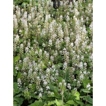 Verija tiarella