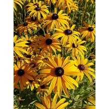 Krāšņā rudbekija