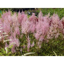 Ārendsa astilbe 