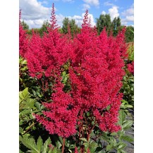 Japānas astilbe