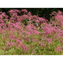 Tunberga astilbe