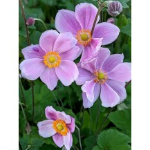 Japānas anemone