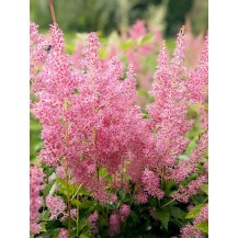 Japānas astilbe