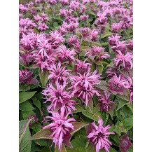 Monarda