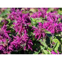 Monarda