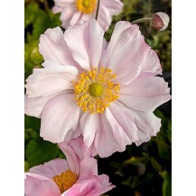 Japānas anemone