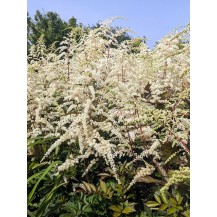 Astilbe