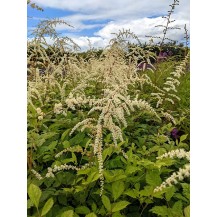 Tunberga astilbe