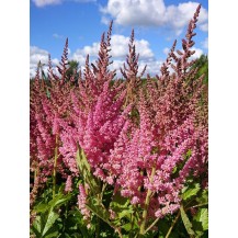 Ķīnas astilbe