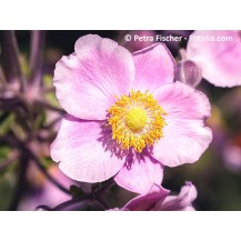 Hubejas anemones