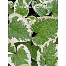 Liellapu brunnera