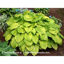 Hosta