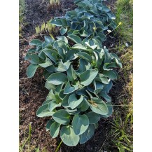 Hosta