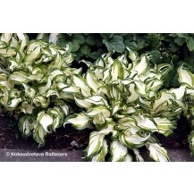 Hosta