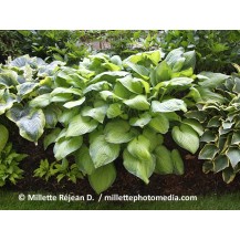 Hosta
