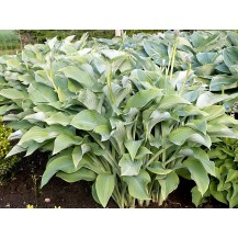 Hosta