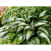 Hosta